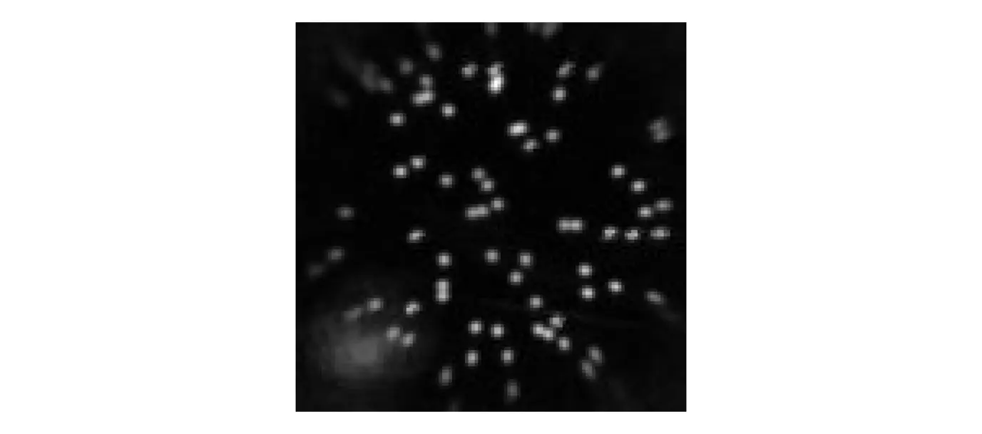Figure 6.1. Imaging of a bead sample. Image width: 54 µm.
