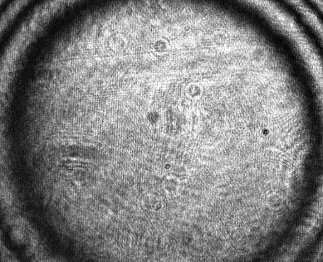 Figure 10: Interferogram obtained with the slot-in interferometer when measuring a flat mirror. Note that even though some field curvature is visible, this has negligible effect for the DM calibration, provided the active area of the DM is well inscribed in the central disk. This compromise was intentional, in order to maximise the compactness of the design of the interferometer.