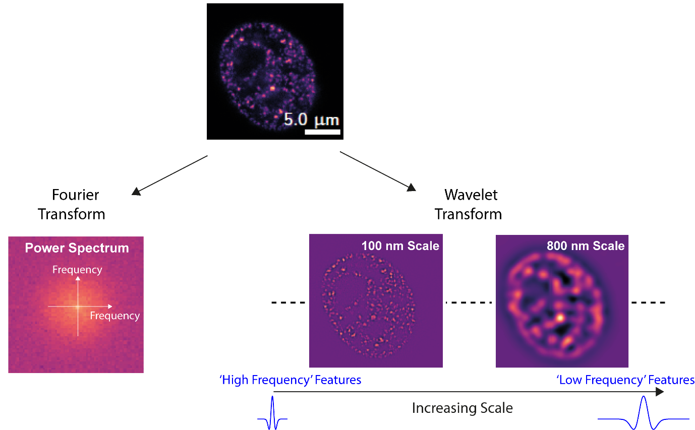 Figure 8. The FT versus the wavelet transform for a HeLa cell.