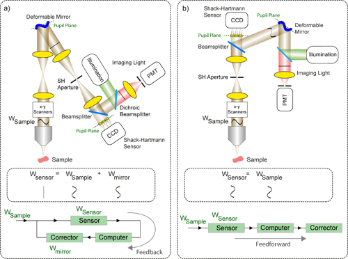 Figure 1. Difference between a closed-loop and open-loop AO system implemented in a simple confocal fluorescence imaging system. (a) In a closed-loop system, the light returning from the sample passes via the deformable mirror.