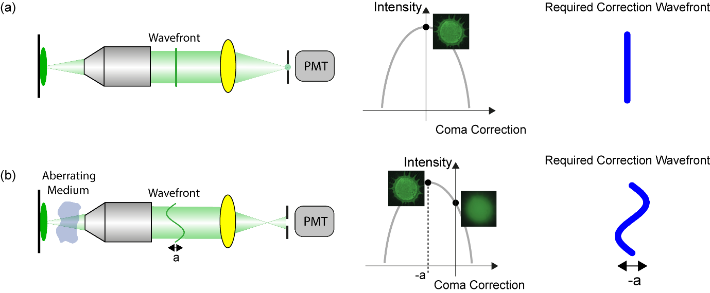 Figure 7. Modal sensorless AO example of correcting coma with an adaptive element in a confocal system.