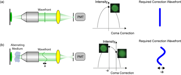 Figure 7. Modal sensorless AO example of correcting coma with an adaptive element in a confocal system.