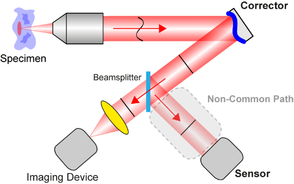 Figure 2. Simple example of sensorless AO. The objective is manually adjusted until the image contrast is maximised. A typical strategy is to move the objective in the direction in which the contrast increases, until the contrast begins to reduce again. Then the direction is reversed to go back to the location of maximum image quality. An example of a pollen grain image is shown.